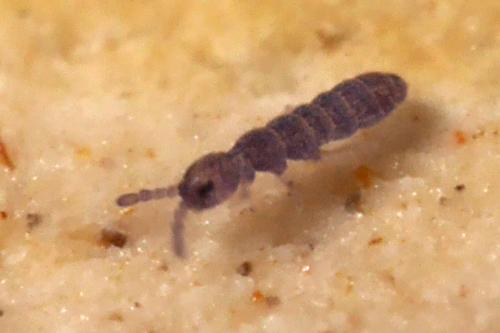 Réf. 318 674 : Vertagopus arboreus